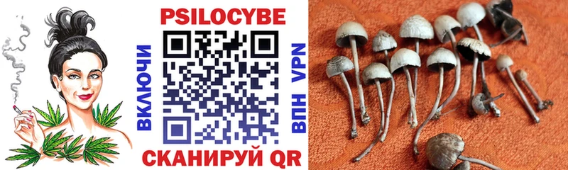 Псилоцибиновые грибы Psilocybe  Барыш 